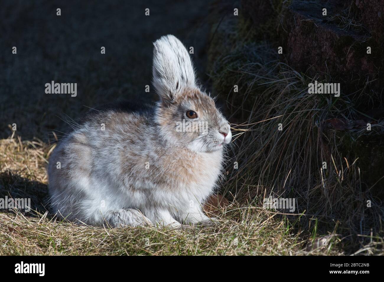 Early Spring Snowshoe Hare in Alaska Stock Photo - Alamy
