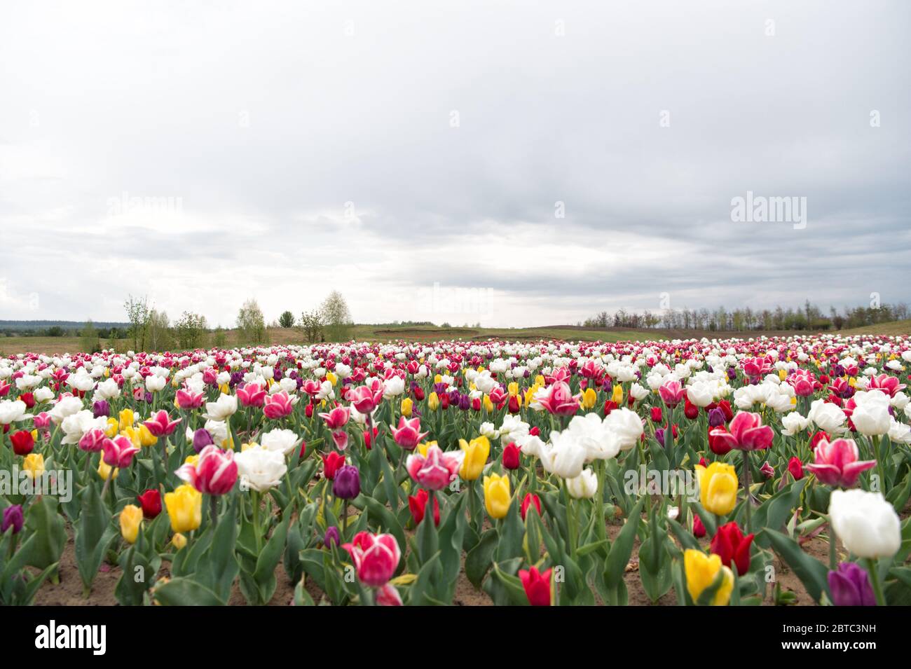 Sweet Spring Humans