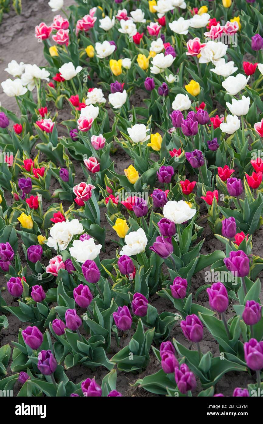 I Love Gardening Multicolored Vibrant Flowers Field With Tulips In Netherlands Tulip Field With Various Type And Color Nature Landscape In Europe Fresh Spring Flowers Gather The Bouquet Stock Photo Alamy
