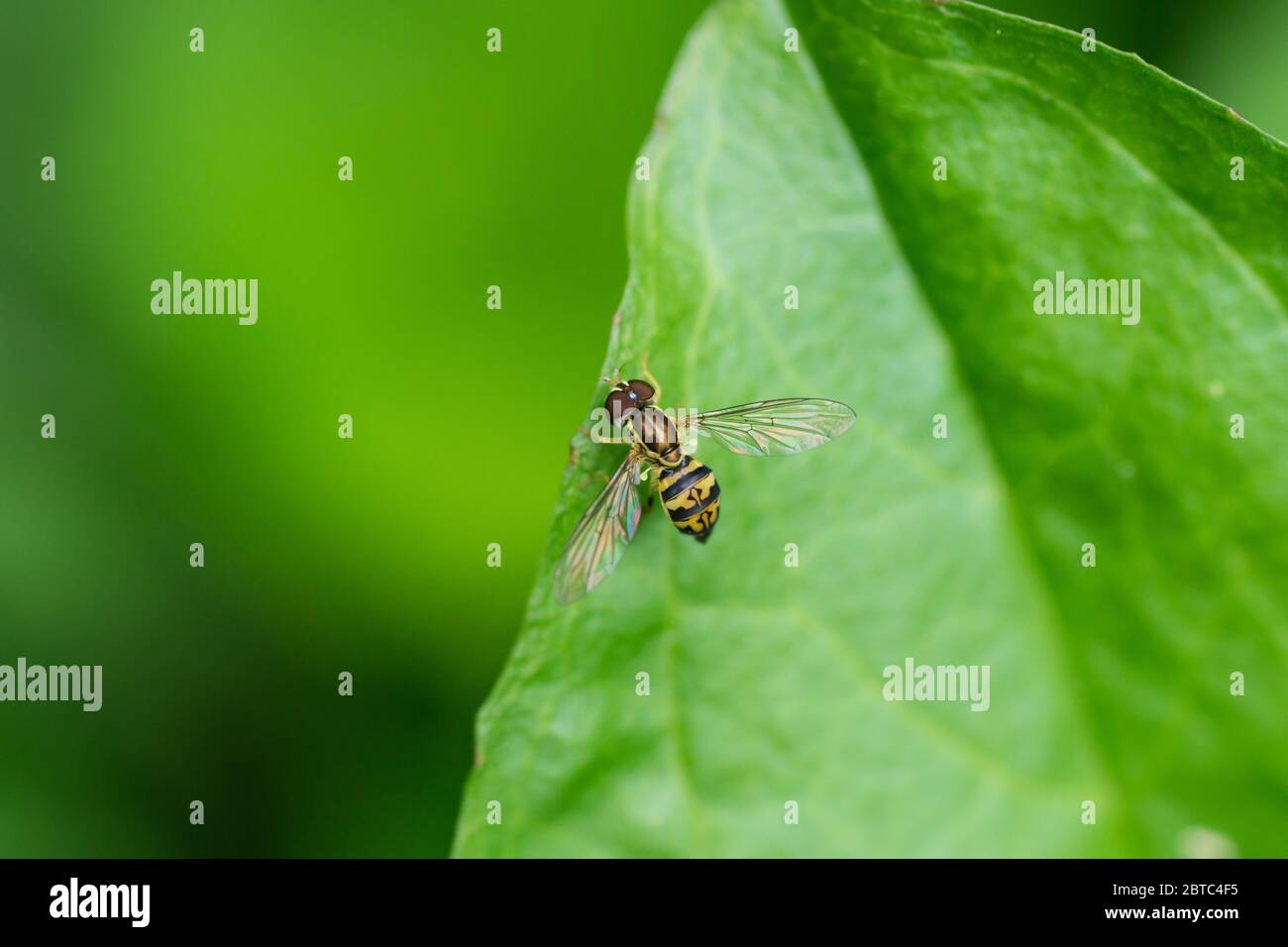 Eastern Calligrapher Fly on Leaf Stock Photo