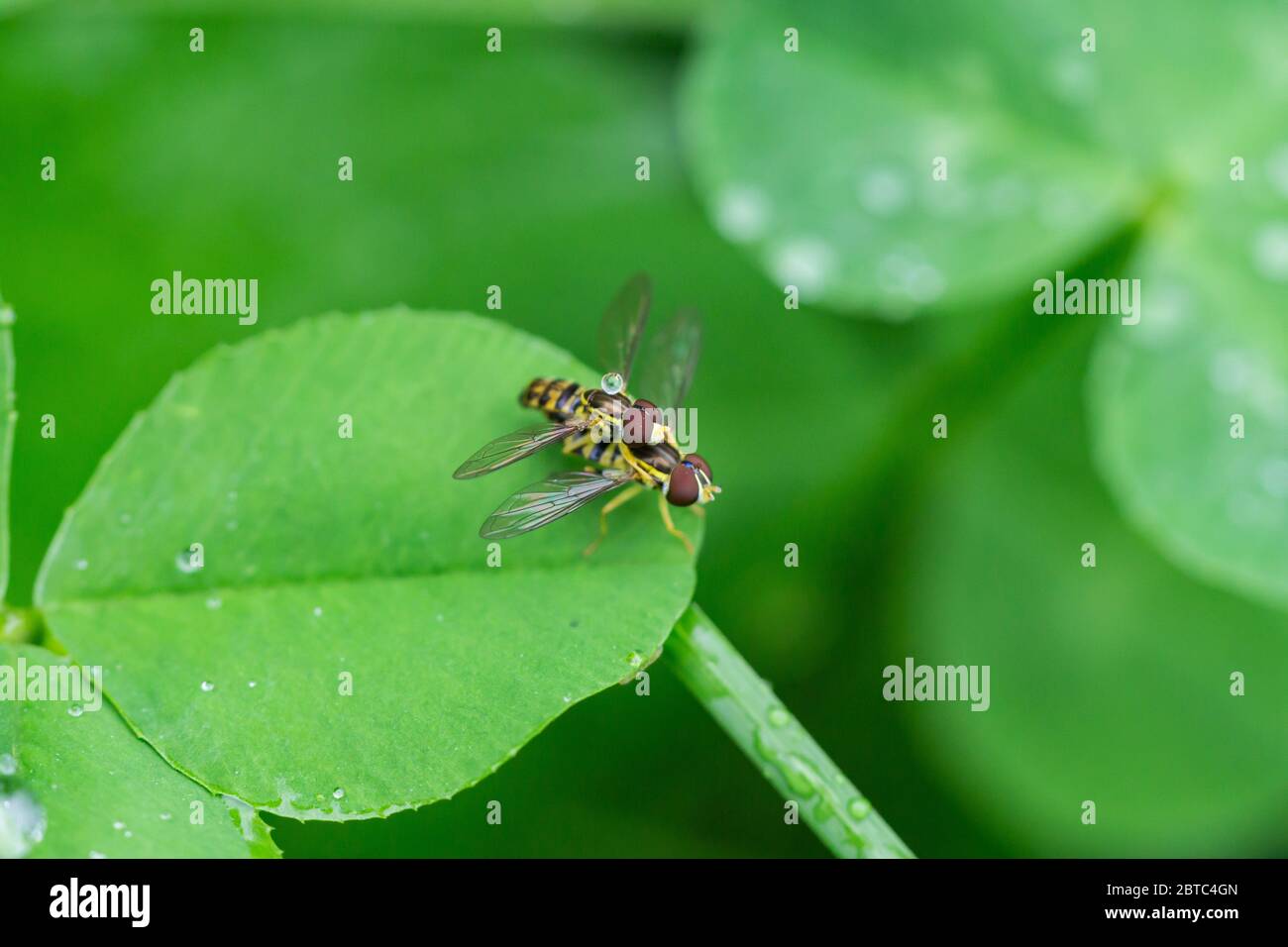 Eastern Calligrapher Flies Mating in Springtime Stock Photo