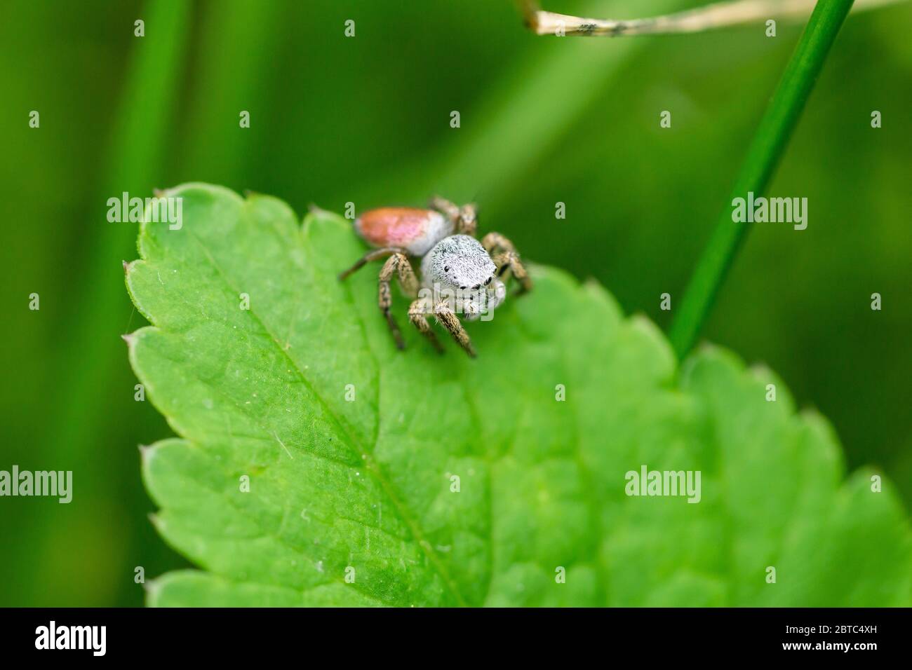 Paradise Jumping Spider on Leaf Stock Photo