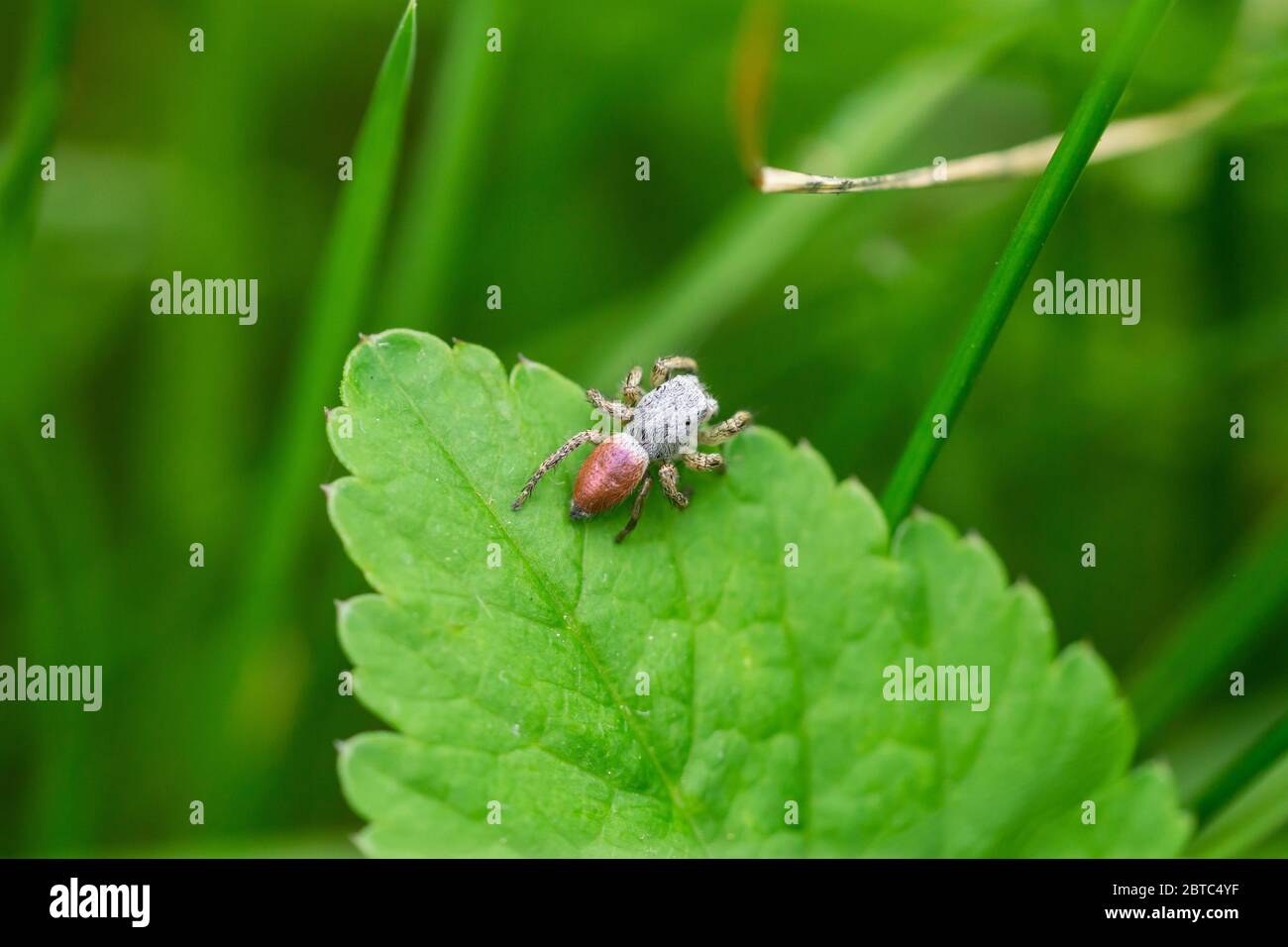 Paradise Jumping Spider on Leaf Stock Photo