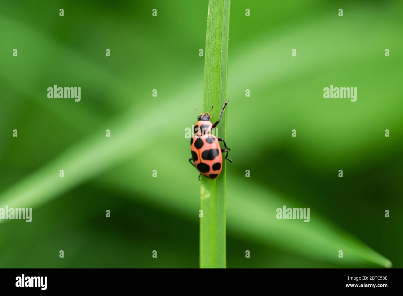 Spotted Pink Lady Beetle on Leaf Stock Photo