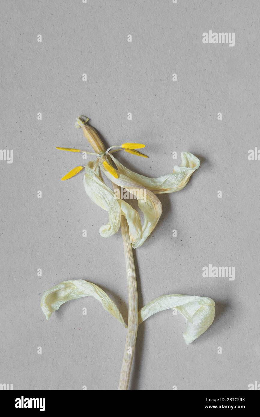 Elegant amazing graceful dry white tulip flower with yellow stamens, petals  and stalk  on a beige background. Top view. Copy space, closeup Stock Photo