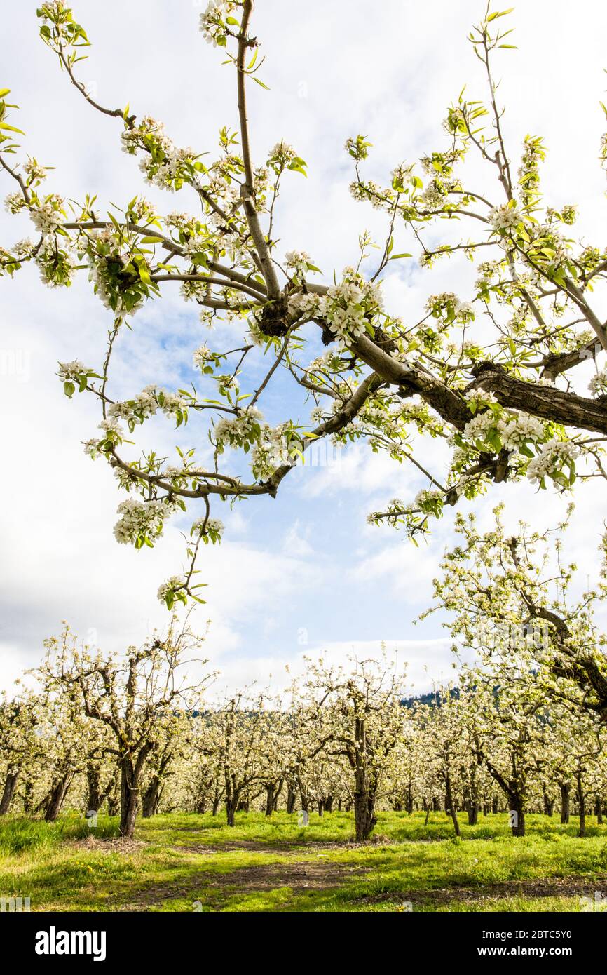 Apple orchard in blossom in the Fruit Loop near Hood River, Oregon, USA Stock Photo