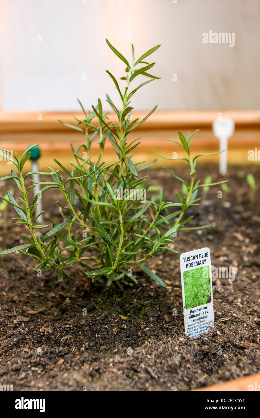 Tuscan Blue Rosemary growing in a greenhouse.  Rosemary is a great culinary herb for the garden, and the broad, bushy cultivar 'Tuscan Blue’ has the a Stock Photo
