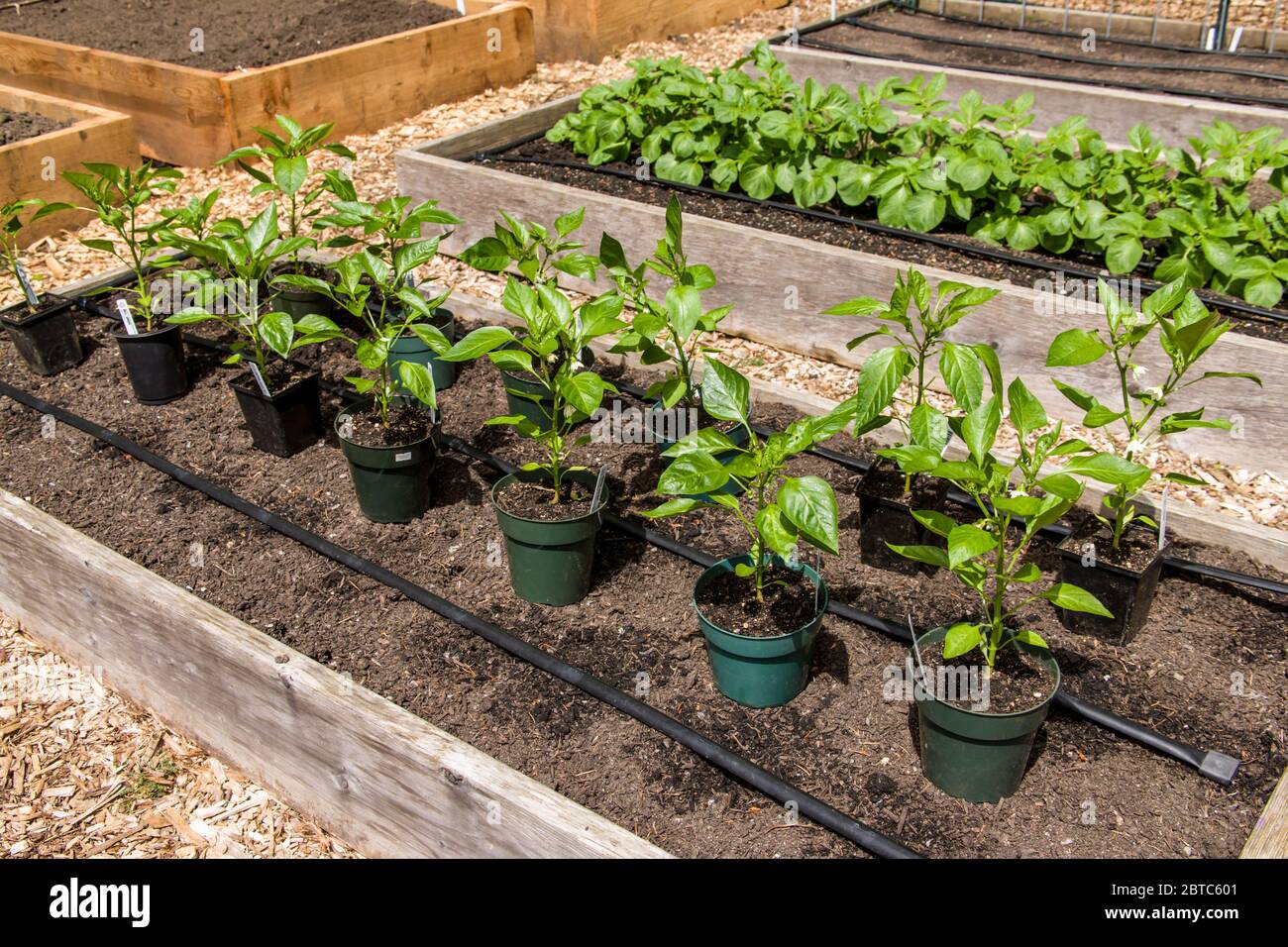 Bell pepper plants hires stock photography and images Alamy