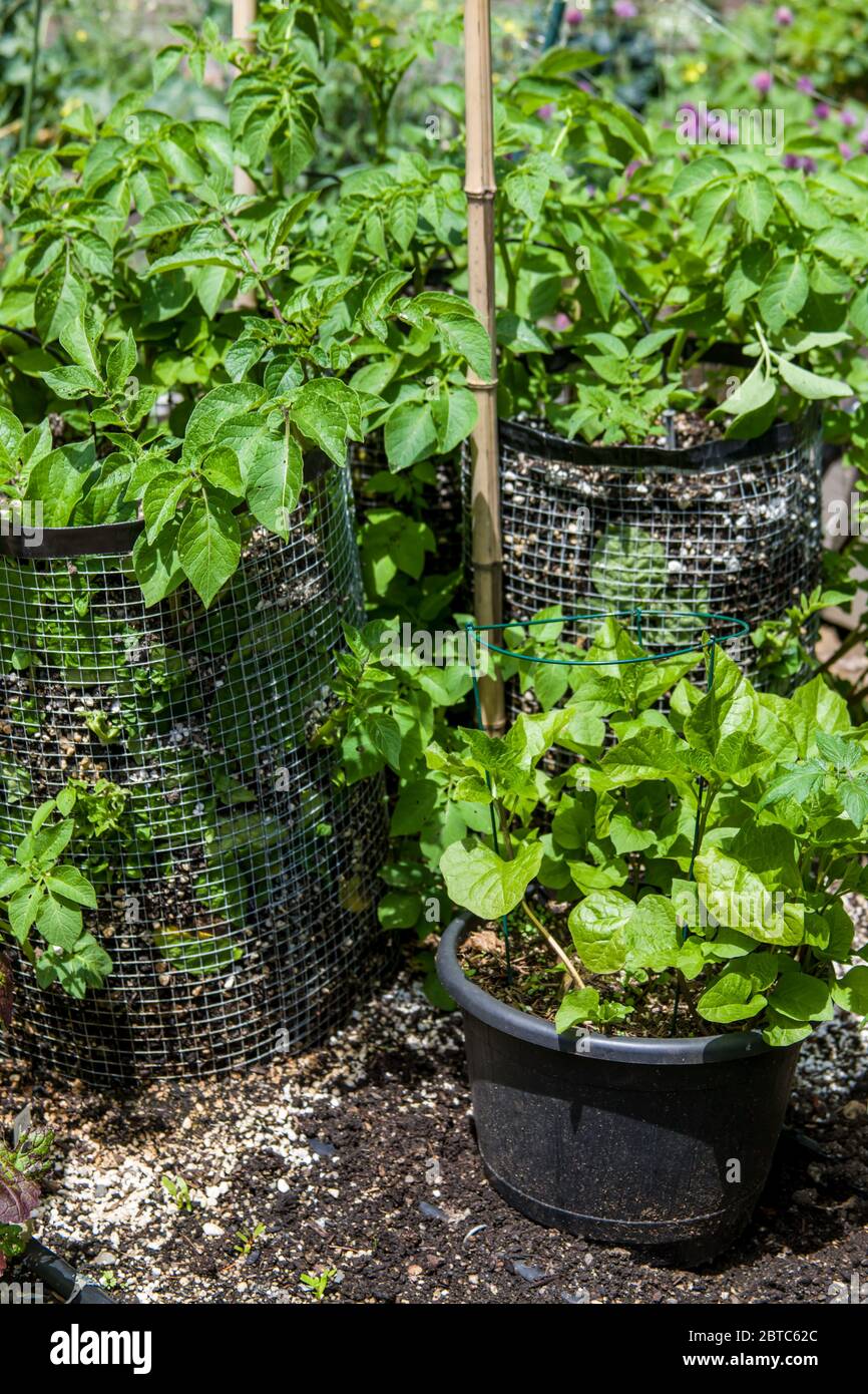 Potato plants growing in potato cages in Issaquah, Washington, USA