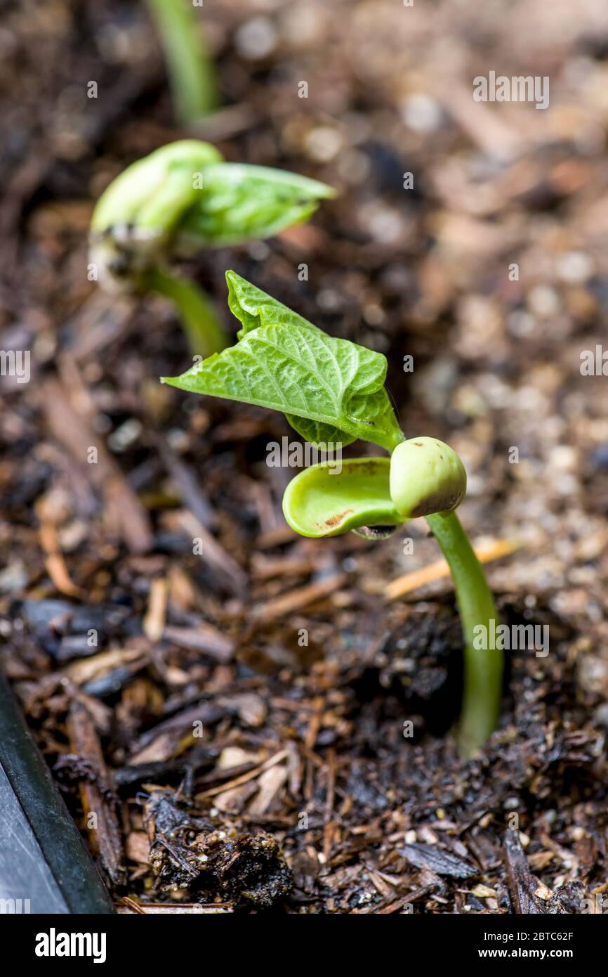 Nine day old Royal Burgundy bush bean seedlings grown from seed, in