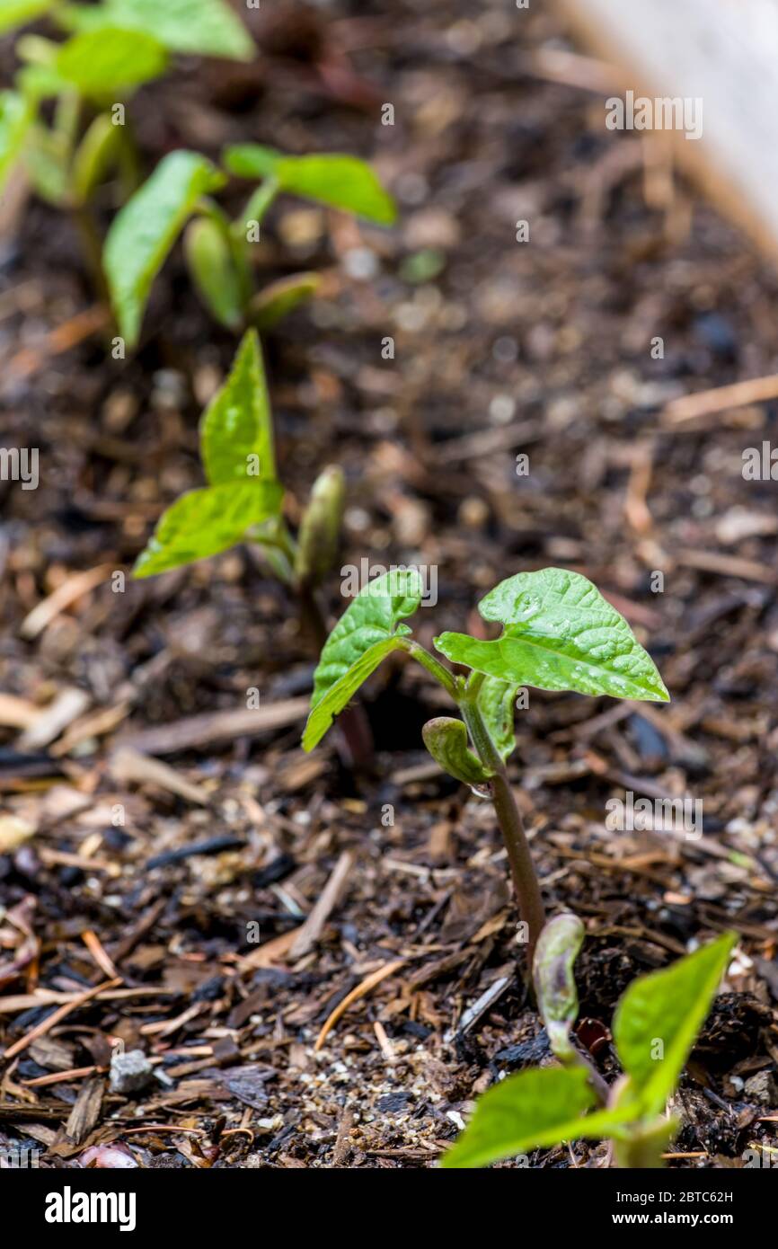 Bush bean hires stock photography and images Alamy