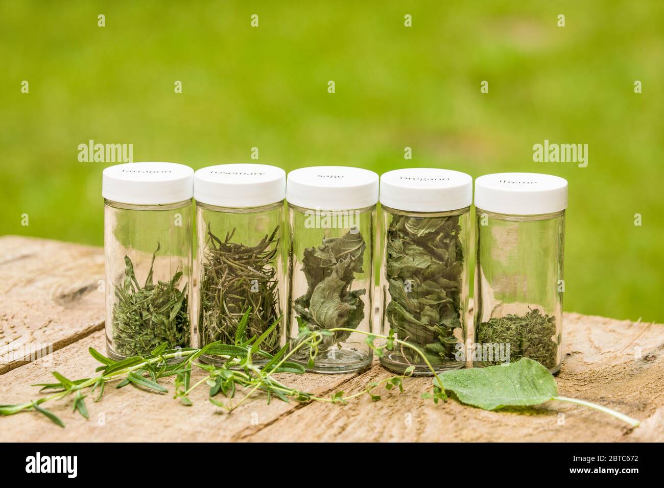 Jars of freshly dried herbs (french thyme, rosemary, sage, oregano, french tarragon), along with fresh Tuscan Blue rosemary, French Thyme and sage) on Stock Photo