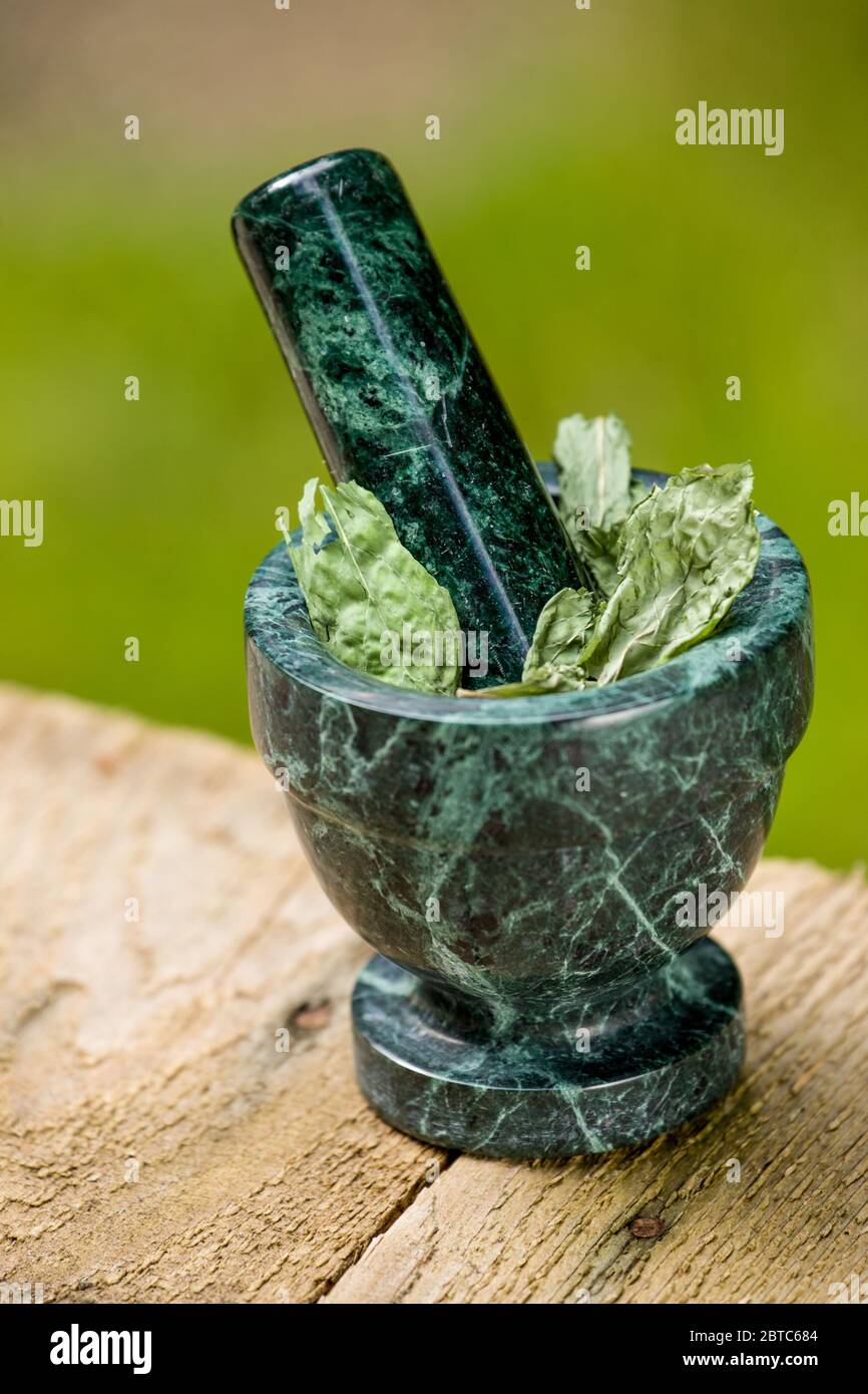 Mortar and pestle of dried mojito mint on a picnic table in Issaquah, Washington, USA. It is the ideal mint to flavor the popular cocktail for which i Stock Photo