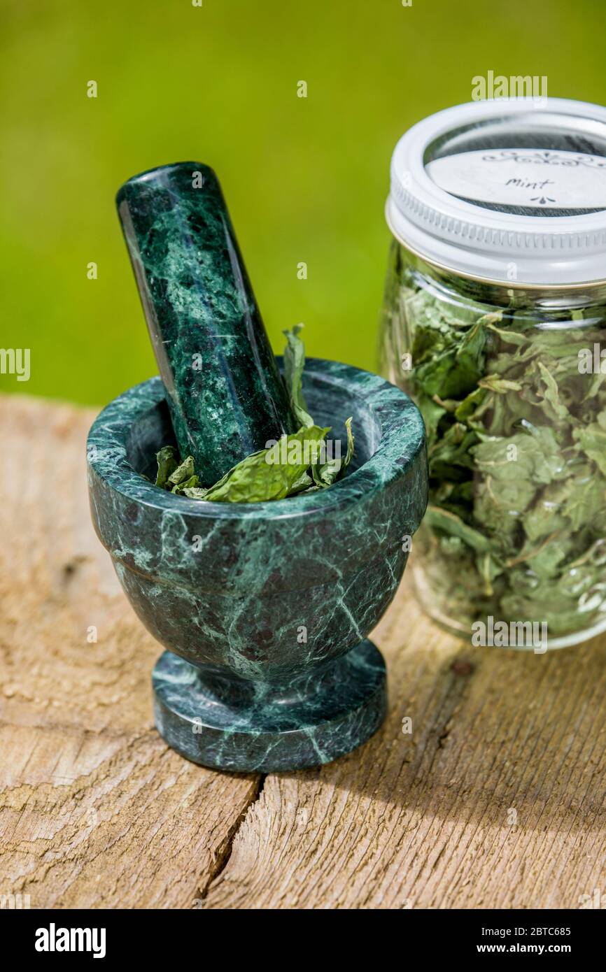 Jar of freshly dried Mojito Mint, along with a mortar and pestle, on a picnic table in Issaquah, Washington, USA. It is the ideal mint to flavor the p Stock Photo