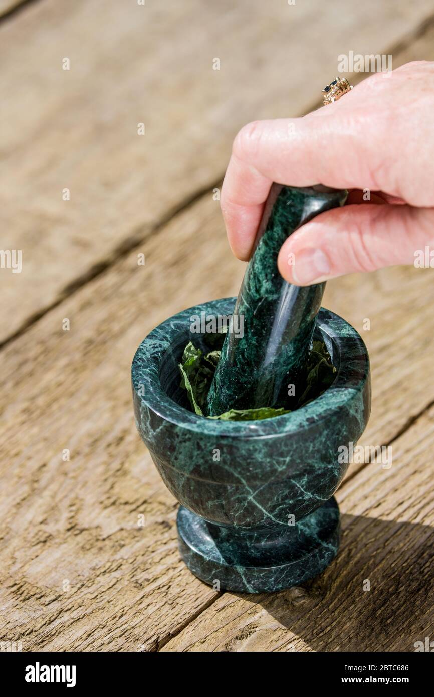 Woman crushing dried Mojito Mint leaves using a mortar and pestle, on a picnic table in Issaquah, Washington, USA. It is the ideal mint to flavor the Stock Photo