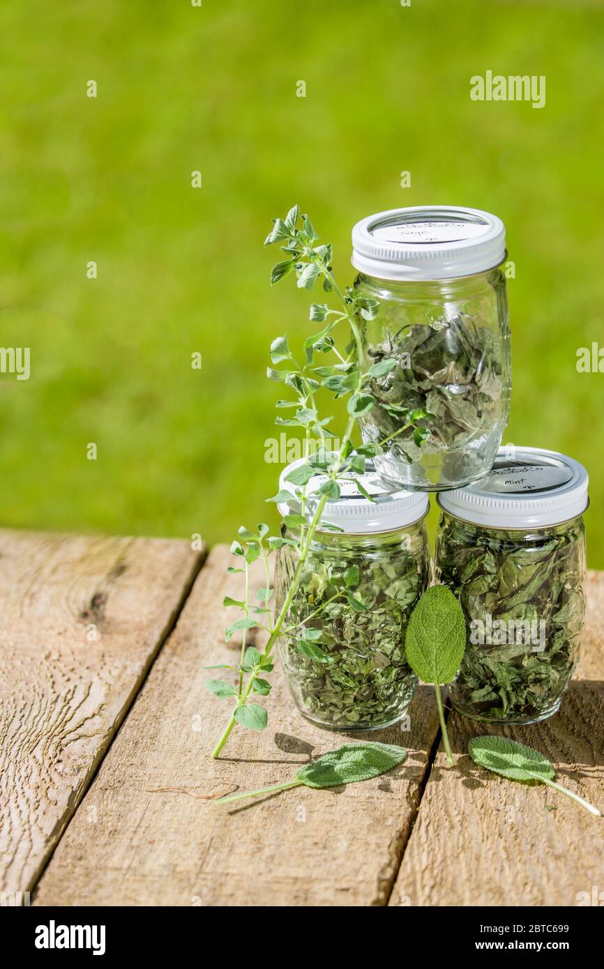 Jars of home-dried sage, oregano and Mojito Mint, along with fresh oregano and Mojito mint leaves on a picnic table in Issaquah, Washington, USA Stock Photo