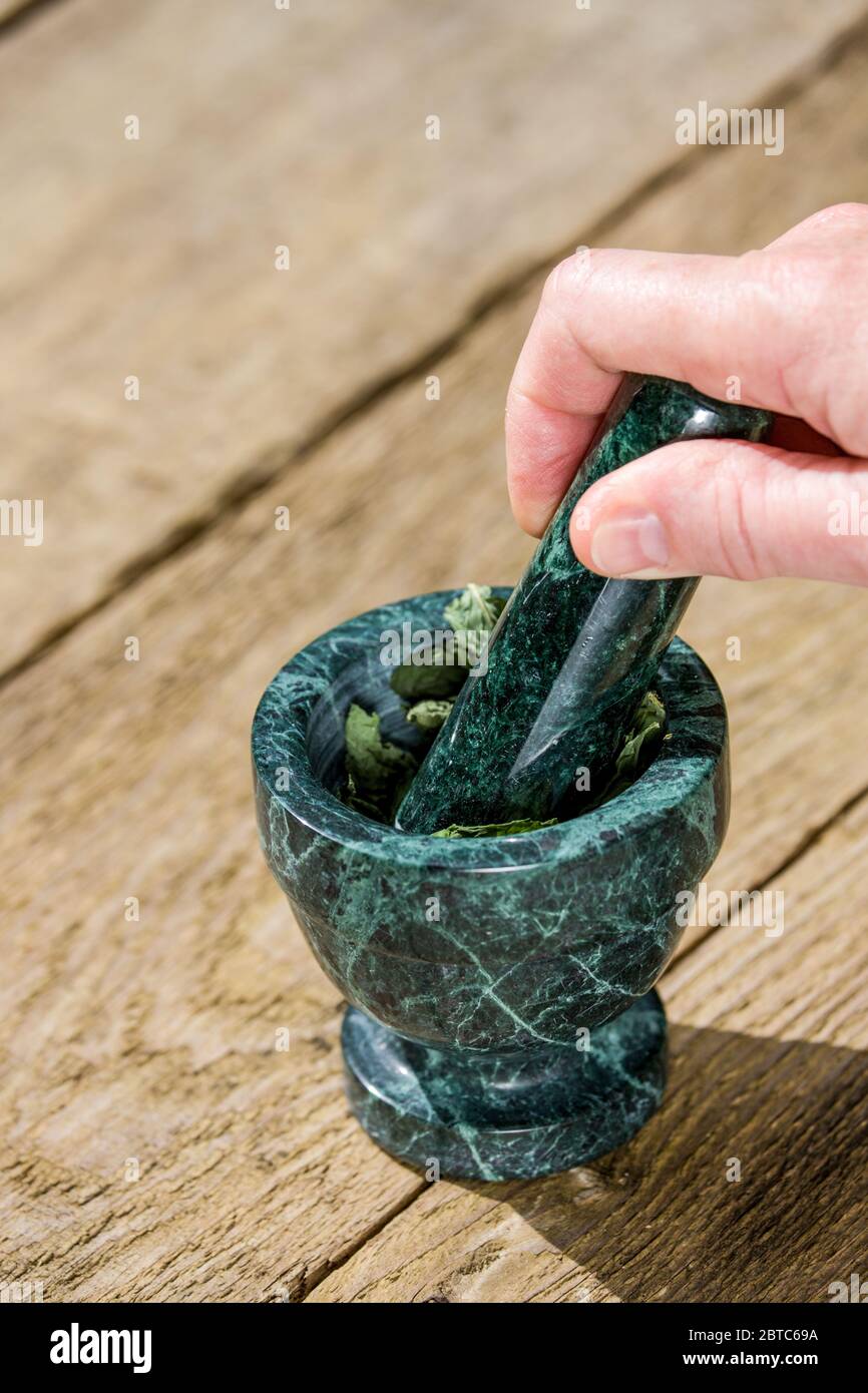 Woman crushing dried Mojito Mint leaves using a mortar and pestle, on a picnic table in Issaquah, Washington, USA. It is the ideal mint to flavor the Stock Photo