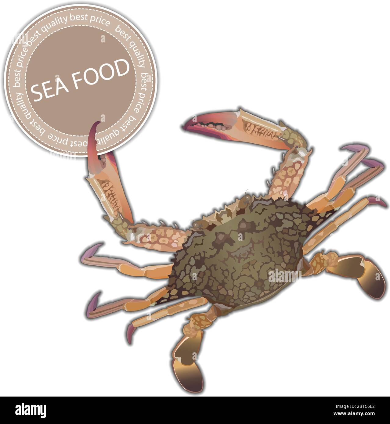 Fresh crab on white background detailed vector Stock Vector
