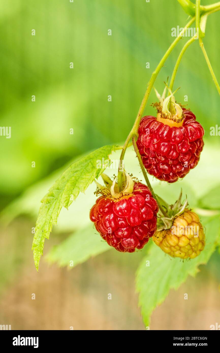 Cluster of raspberries in various stages of ripeness growing on a vine