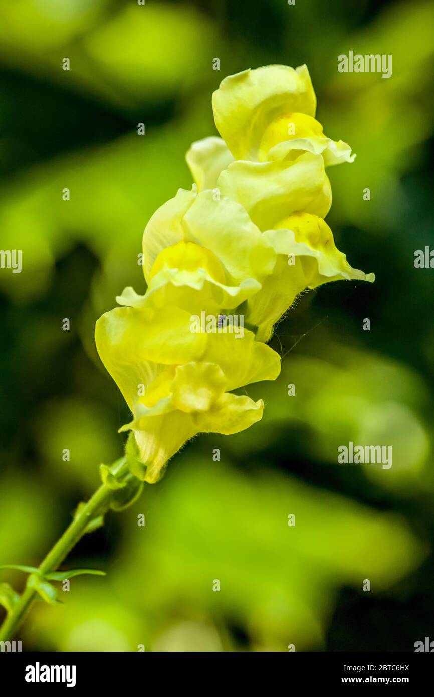 Snapdragon (Antirrhinum majus) in bloom in Issaquah, Washington, USA Stock Photo
