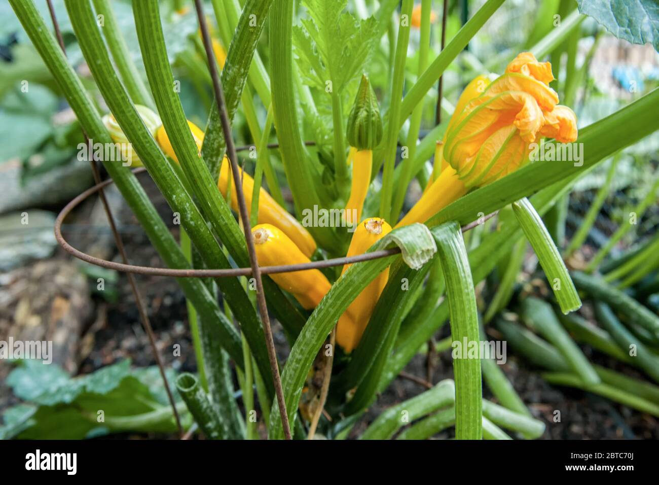 Summer Squash or Yellow Squash growing in Issaquah, Washington, USA