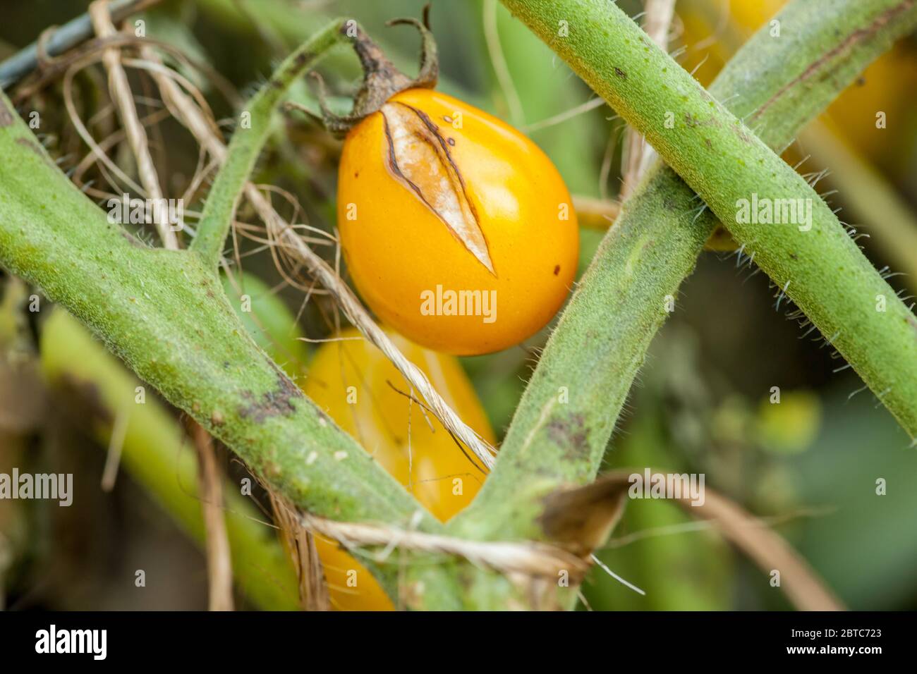 Close-up of Gold Nugget cherry tomatoes growing with a split in them in Issaquah, Washington, USA. Tomatoes split because of fluctuations in the amou Stock Photo