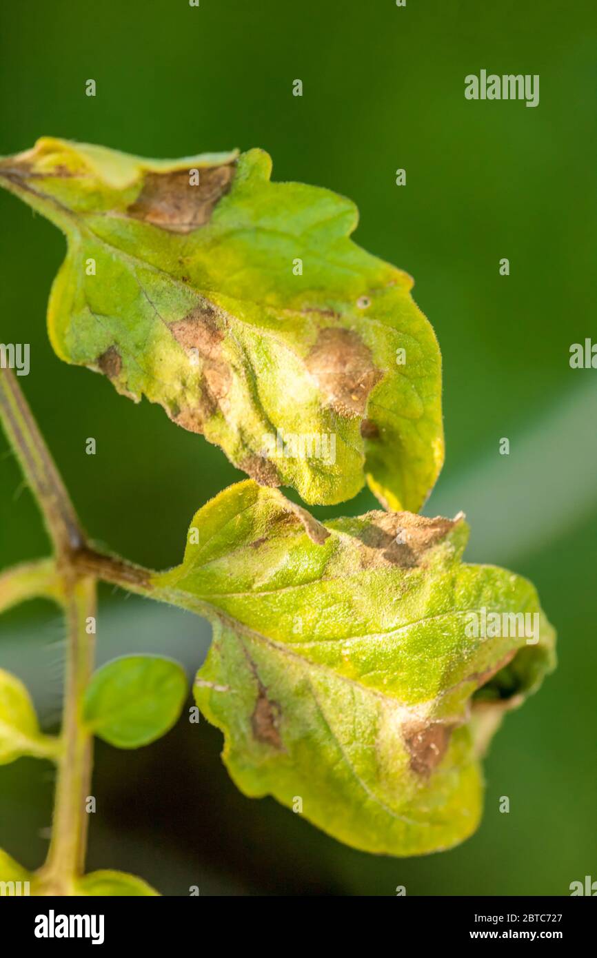 Gold Nugget Cherry Tomato plant with late blight (Phytophthora infestans) disease in Issaquah, Washington, USA.  Lesions on leaves appear as large wat Stock Photo