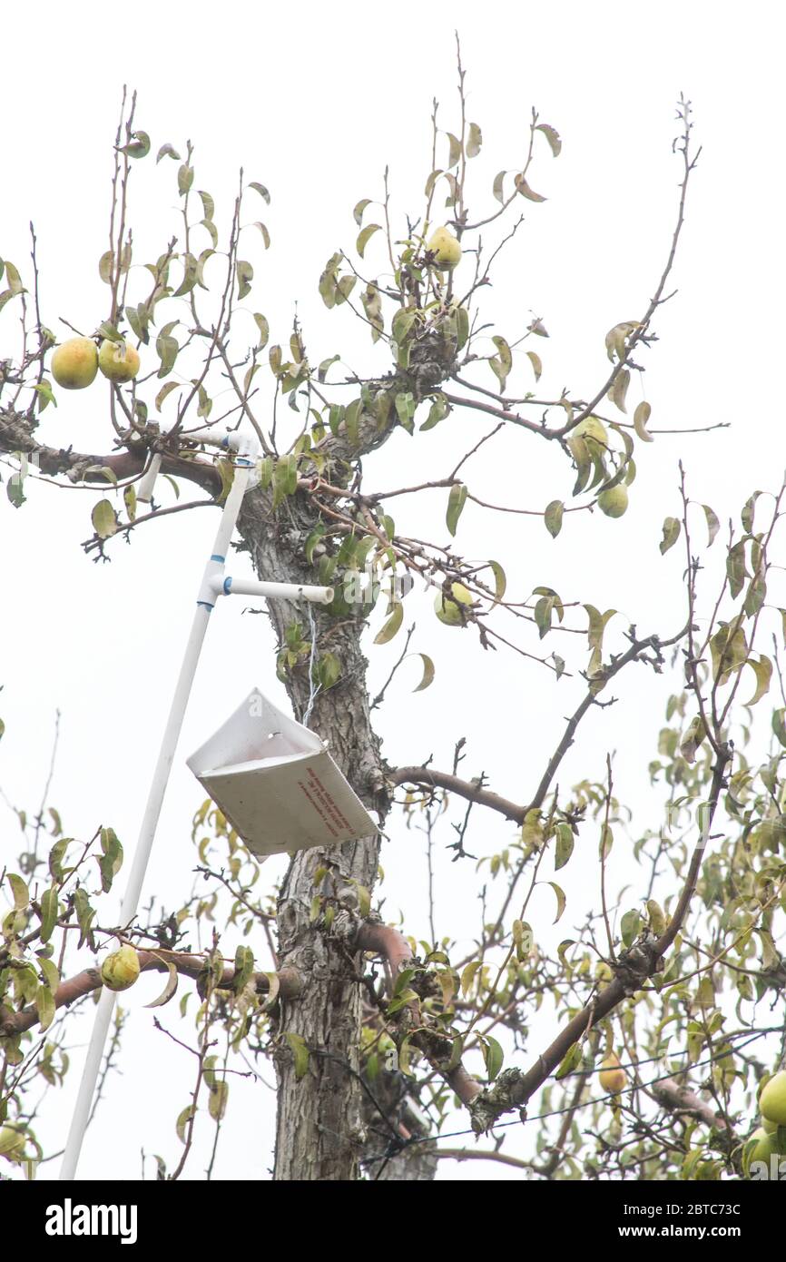 https://c8.alamy.com/comp/2BTC73C/bartlett-pear-tree-with-scentry-insect-trap-in-it-near-hood-river-oregon-usa-monitoring-traps-used-with-pheromone-lures-will-attract-and-collect-m-2BTC73C.jpg