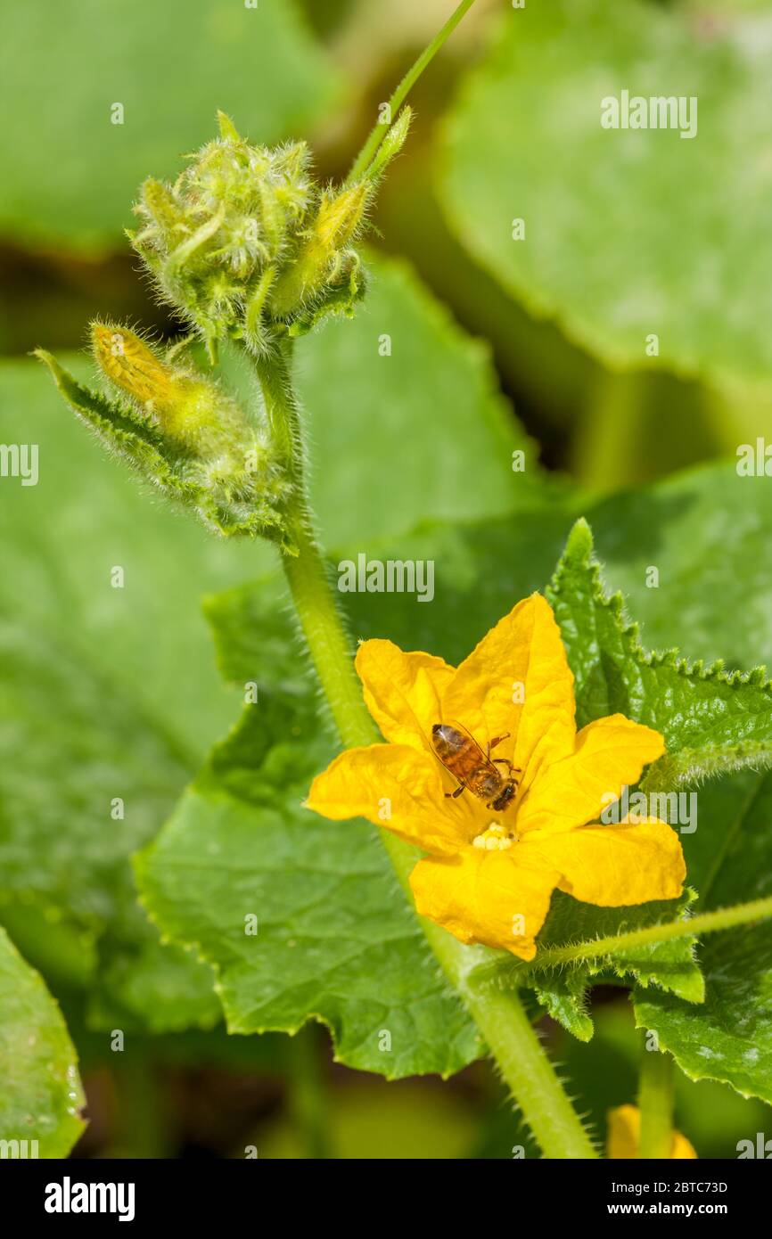 Honeybee pollinating an heirloom lemon cucumber blossom in Issaquah, Washington, USA Stock Photo