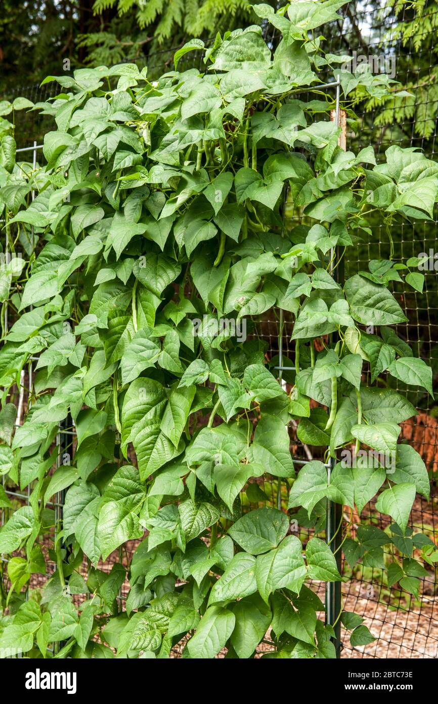 Malibu pole green beans have strong, healthy plants with tender, tasty pods and lots of them. Round-bodied and light, minty green pods are delicious a Stock Photo