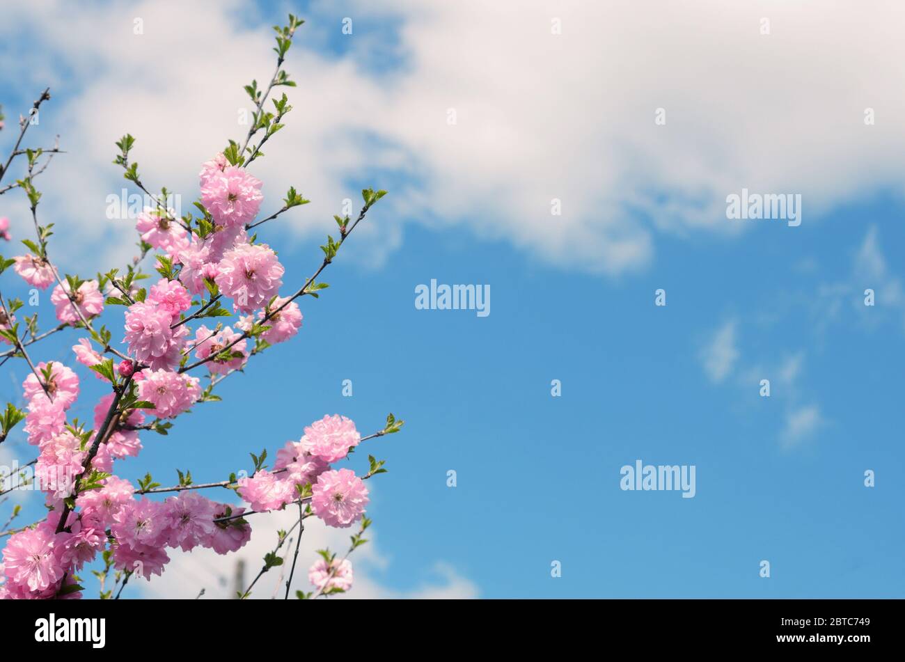 Branches of a blossoming sakura against the blue sky with clouds. Space for text. Selective focus. Stock Photo