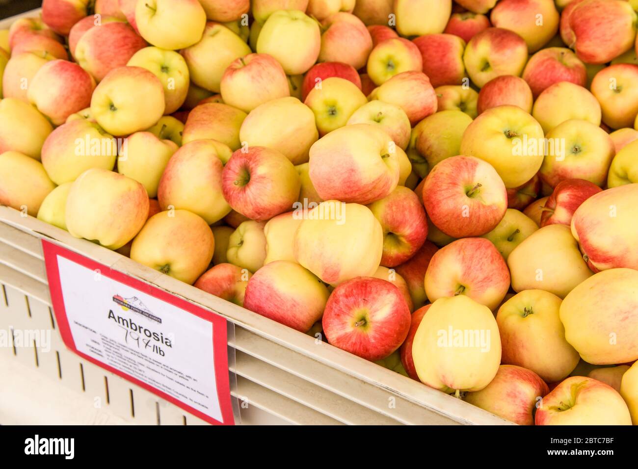 Bin of Ambrosia apples for sale near Hood River, Oregon, USA. Ambrosia