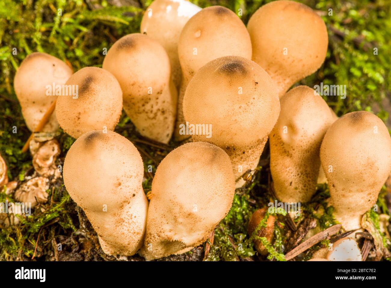 Pear-shaped Puffball (Lycoperdon pyriforme) is an edible fungi found in Autumn in compact clusters on rotten wood in conifer or mixed forests in the P Stock Photo