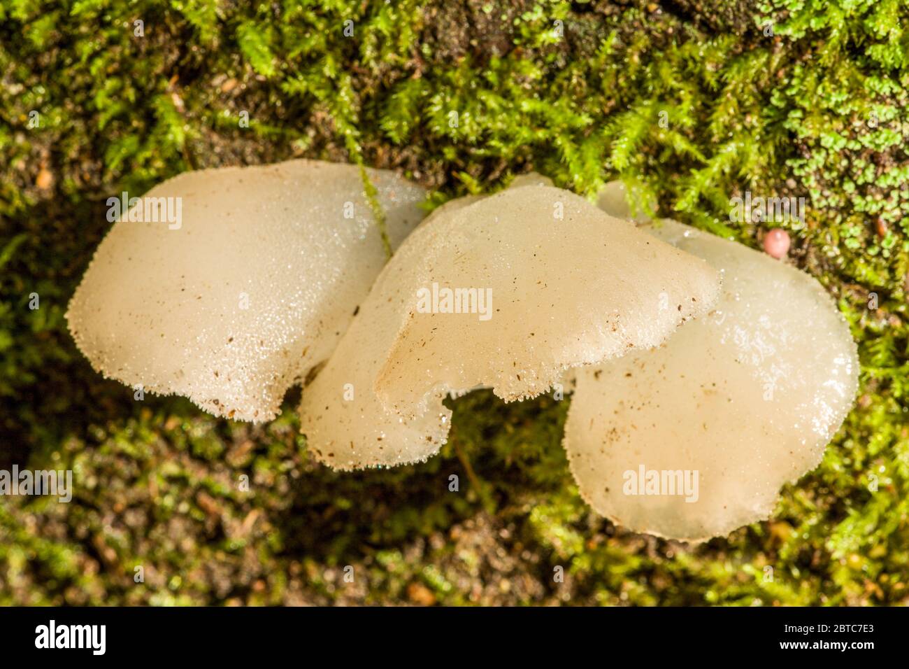 White Jelly (Pseudohydnum gelatinosum) mushroom is an edible mushroom