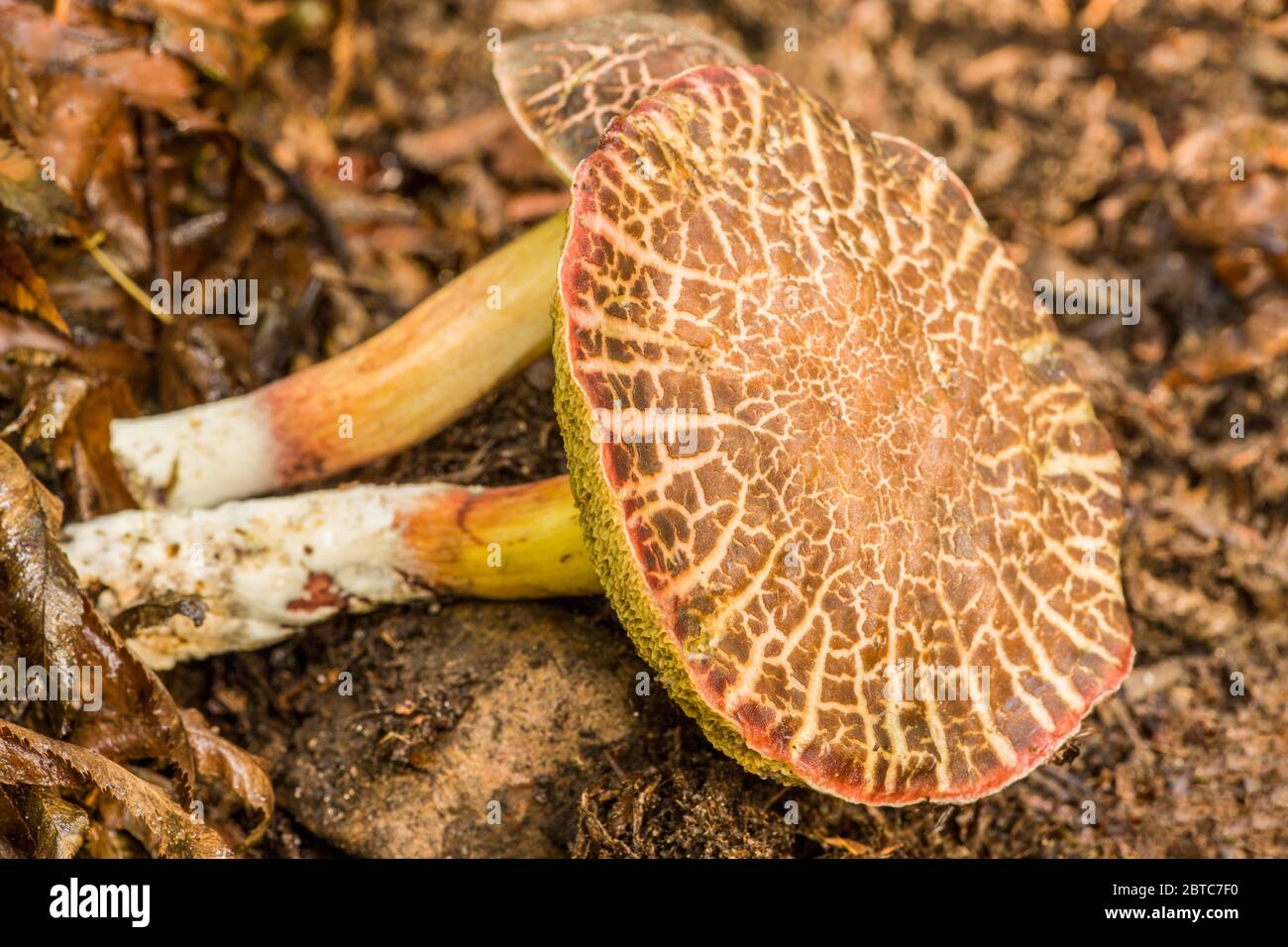 Xerocomellus chrysenteron, formerly known as Boletus chrysenteron or
