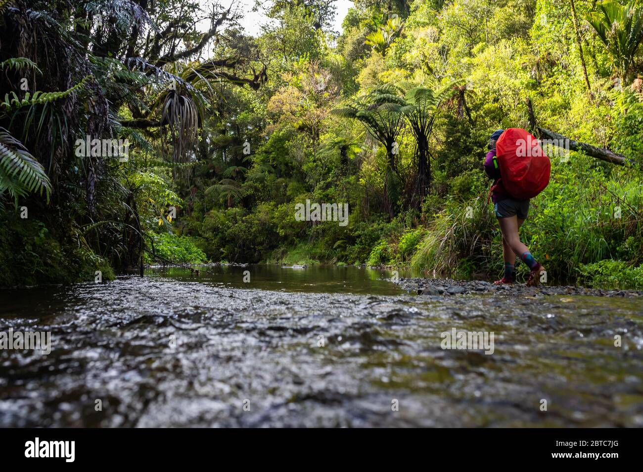 A hiker with backpack walks down a stream in New Zealand's remote bush. Stock Photo