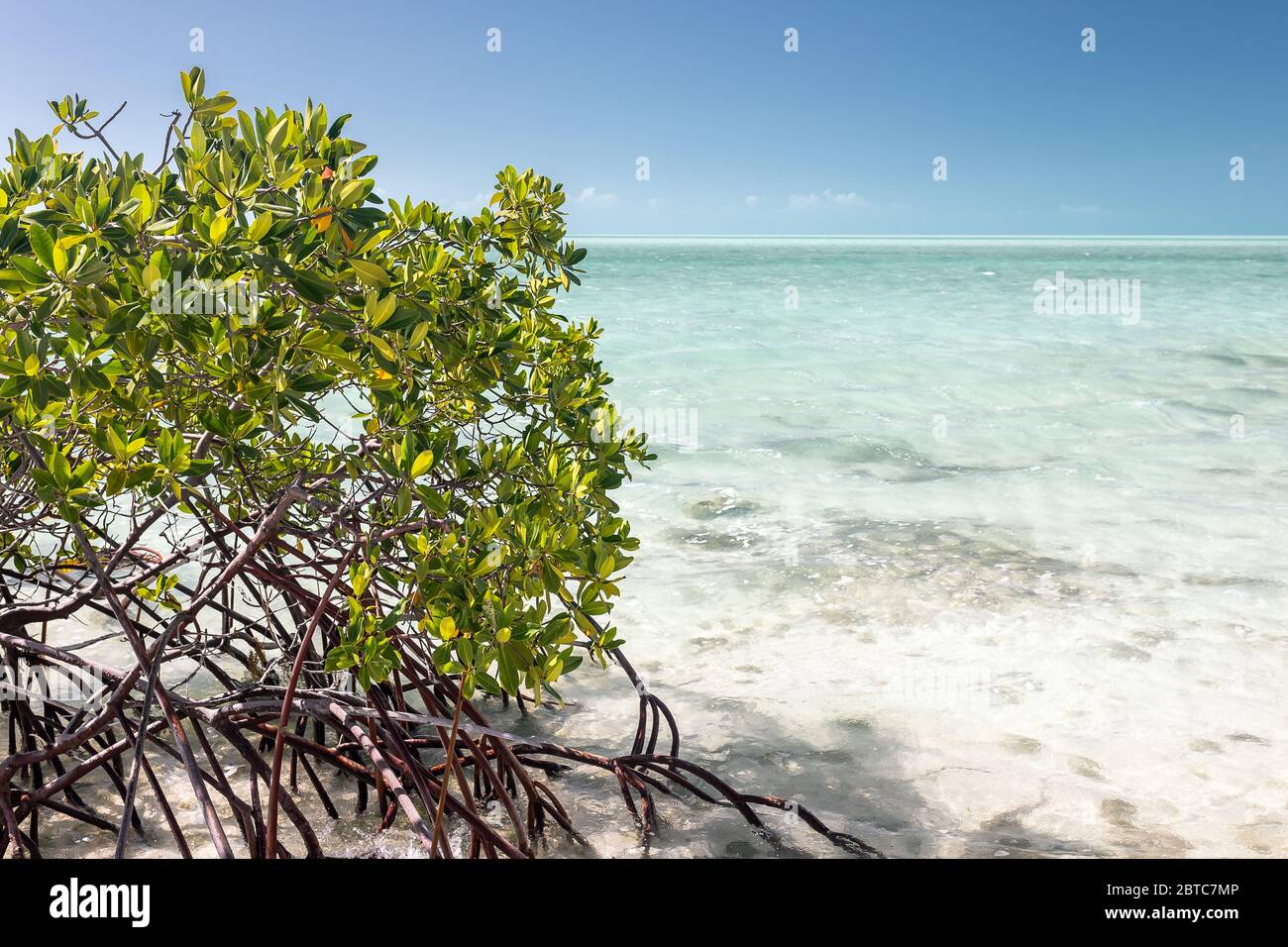 Red mangrove Rhizophora mangle, growing in the shallows of sand flats, Pine Cay, Turks and Caicos, April 2019 Stock Photo