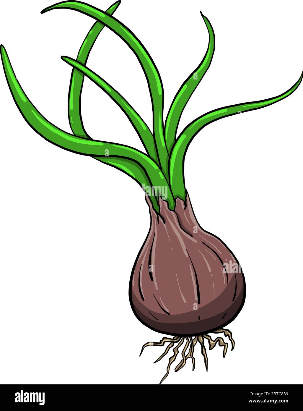 Fresh onion , illustration, vector on white background Stock Vector
