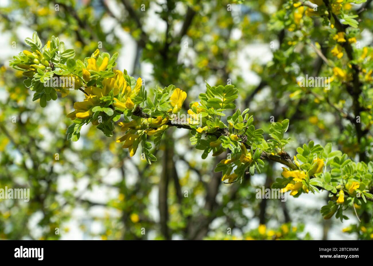 Caragana arborescens, ornamental plant. acacia branch with yellow flowers in sunlight Stock Photo