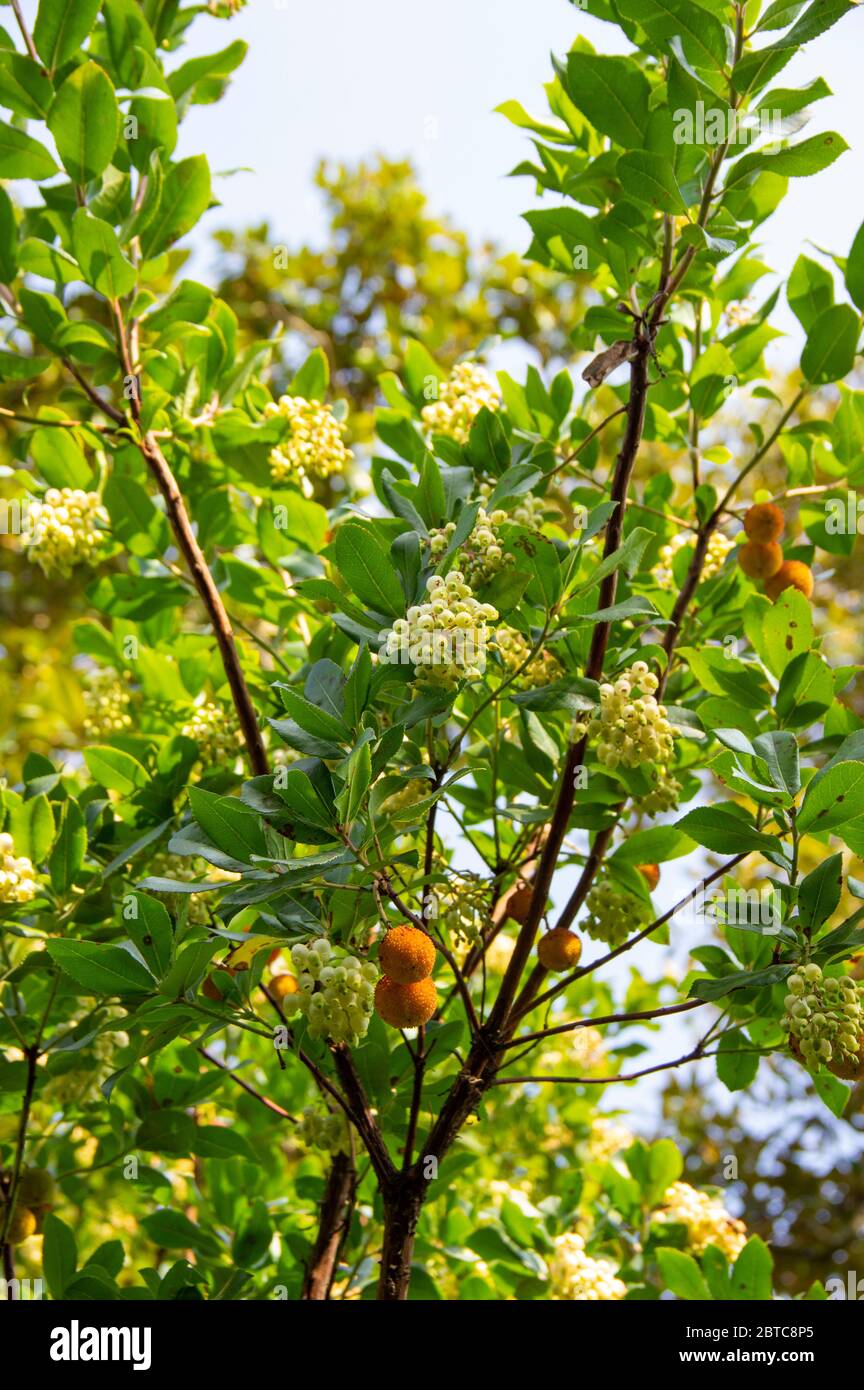 Pieris japonica, species of beautiful flowering shrubs in the family Ericaceae. popular ornamental garden plant Stock Photo