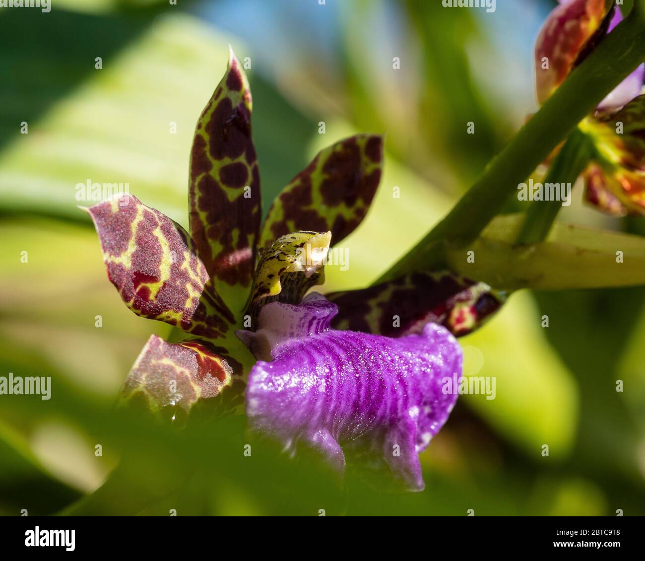 Giraffe like speckles of the purple Zygopetalum orchid Stock Photo