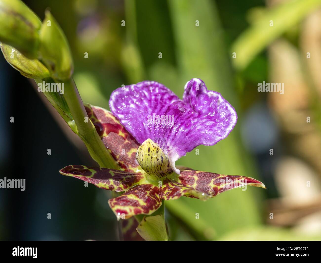 Giraffe like speckles of the purple Zygopetalum orchid Stock Photo