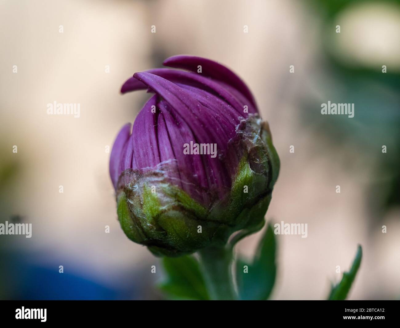 Purple Chrysanthemum Flower bud Stock Photo