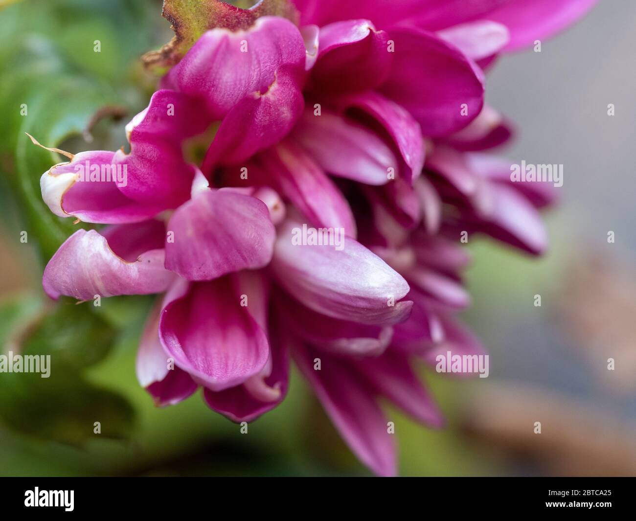 Macro of a pink Purple Chrysanthemum Flower blooming in the garden, blurred background Stock Photo