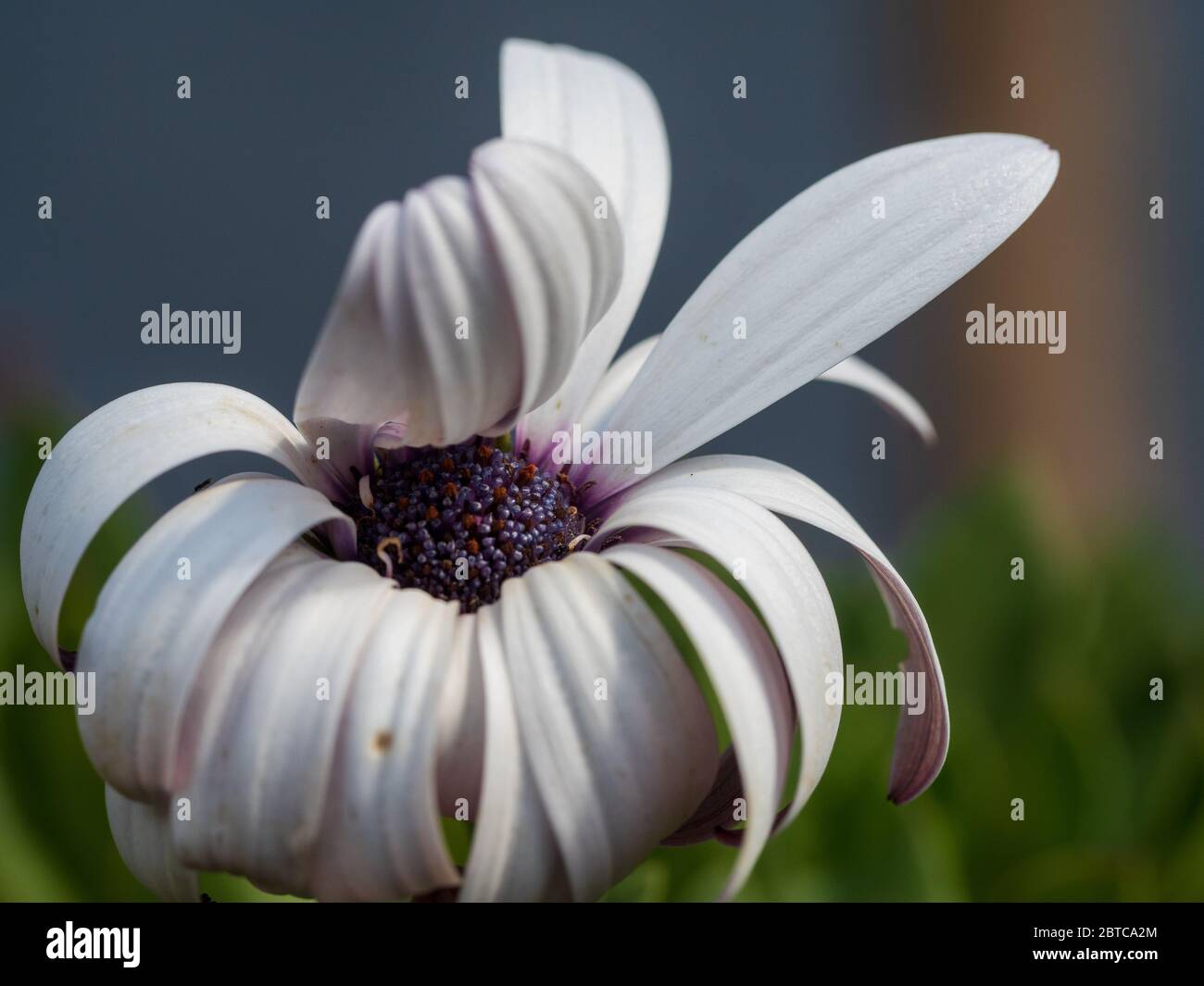 Bent petals on a  of Devine white African Daisy in the sun Stock Photo