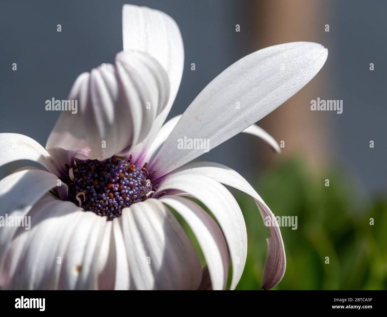 Bent petals on a  of Devine white African Daisy in the sun Stock Photo