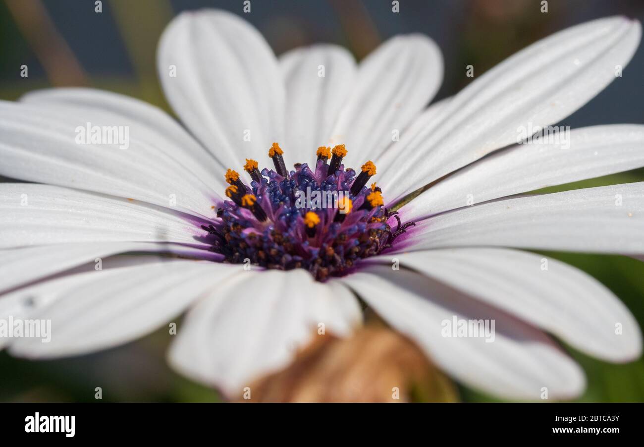 close up of Devine white African Daisy in the sun Stock Photo