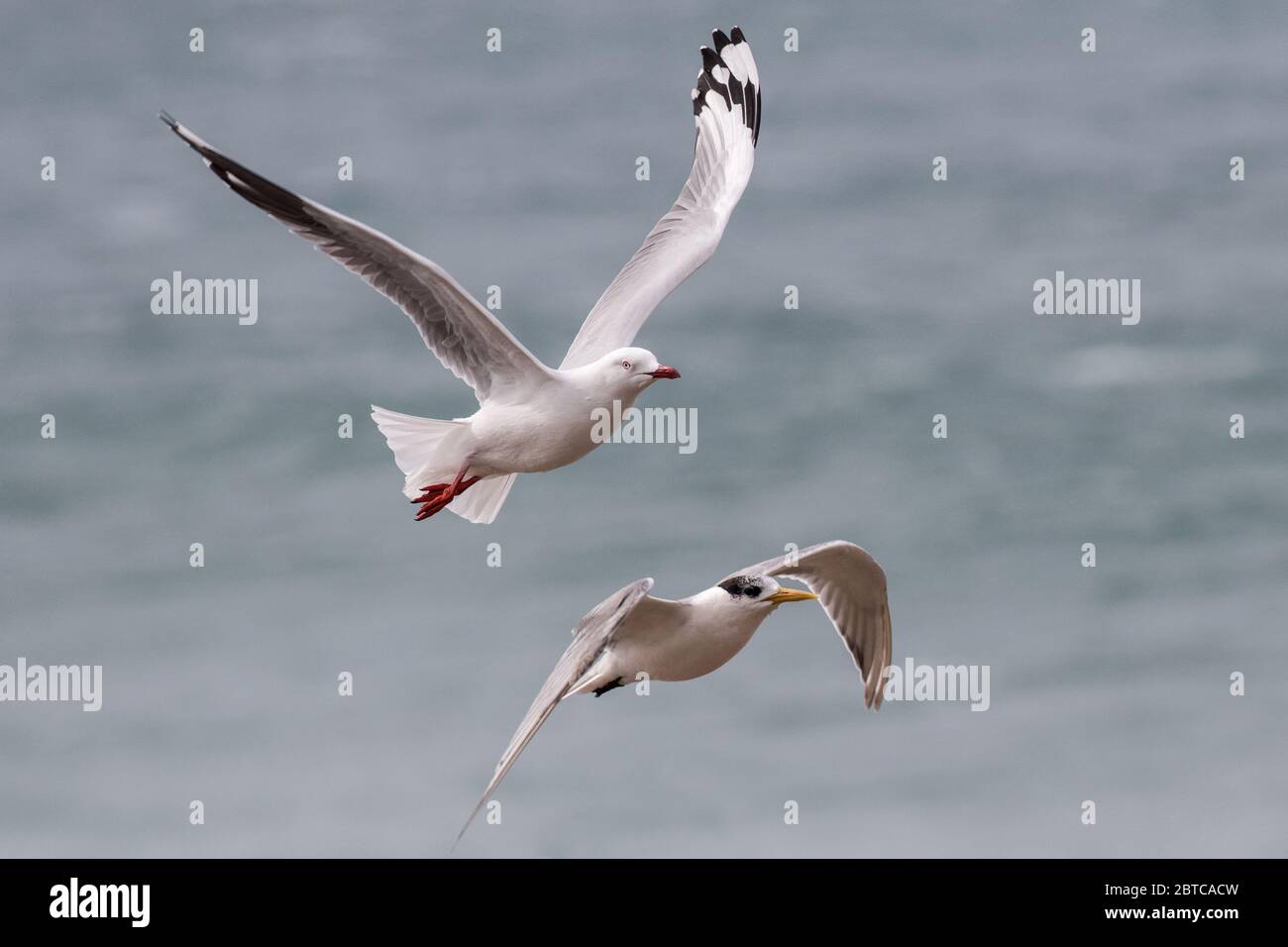 Silver Gull and Crested Tern in flight Stock Photo