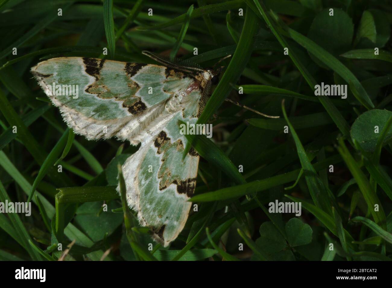 A green carpet moth is camouflaged amongst deep green grass in this macro photo. Stock Photo