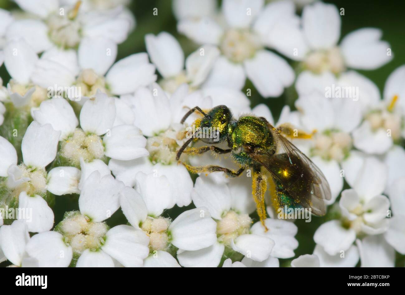 Sweat Bee, Augochlorella sp., foraging on yarrow, Achillea millefolium Stock Photo